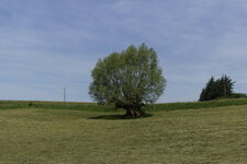 Saule têtard