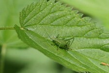 Sauterelle sp.