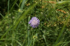 Scabieuse sp.