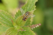 Syrphe pyrastre
