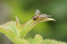 Syrphe pyrastre