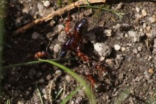 Scène de lutte entre fourmis