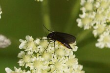 Sciara analis