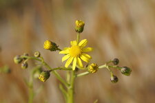 Fleur de Séneçon du Cap