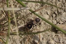 Sigilla dorsata - sous réserve