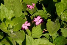 Silène sp.