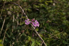Silène sp.