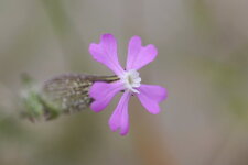 Fleur de Silene sp 
