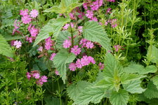 Bouquet de Silène, Gaillet et Orties
