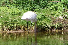 Spatule blanche