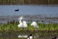 Spatule blanche et Aigrette garzette