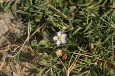 Spergulaire sp.
