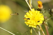 Sphaerophore notée