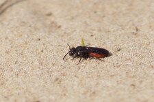 Sphecode à labre blanc - sous réserve