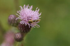 Spherophoria scripta
