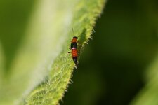 Paederus sp.