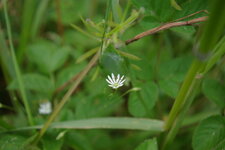 Stellaire graminée