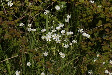Stellaire hollostée