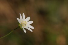 Stellaire sp.