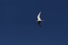 Sterne pierregarrin