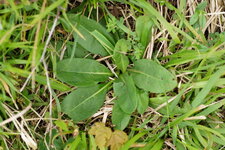 Rosette basale de Succise