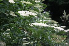 Sureau en fleur