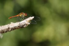 Sympetrum sanguin
