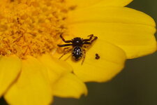 Synema globossum