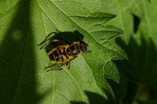 Myathropa florea