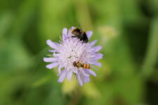 Syrphe ceinturé et Volucelle bourdon en arrière plan