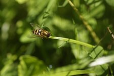 Syrphe du groseiller