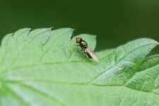 Syrphe parasité