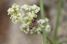 Syrphe pyrastre