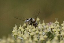 Syrphe pyrastre