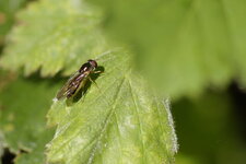Syrphe sp 