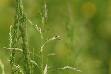 Syrphe sp.