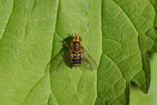 Syrphe sp.