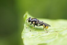 Xylota sp.