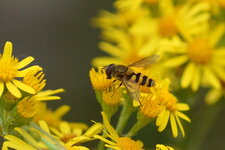 Syrphus ribesii - sous réserve