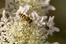 Syrphus sp.