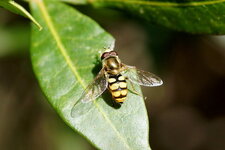 Syrphes des corolles