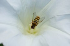 Syrphus sp.