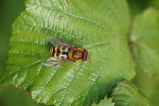 Syrphus vitripennis - sous réserve