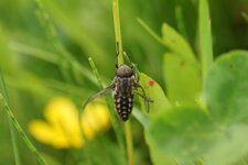 Tabanidé sp.