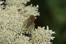Tabanidé sp.