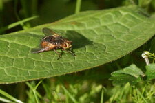 Tachina magnicornis 