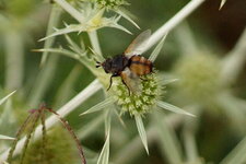 Tachina magnicornis - sous réserve