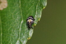 Tachyerges (Rhynchaenus) salicis