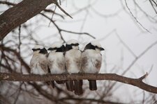 Jeunes oiseaux Tanzanie_2