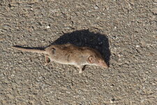 Musaraigne